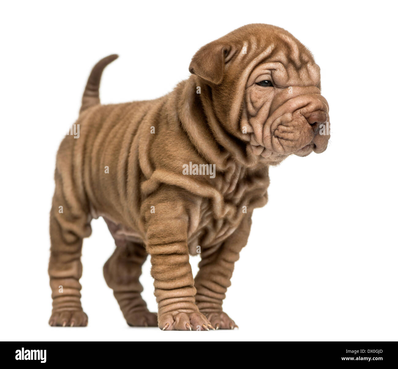 Seitenansicht eines Shar Pei Welpen stehenden vor weißem Hintergrund Stockfoto