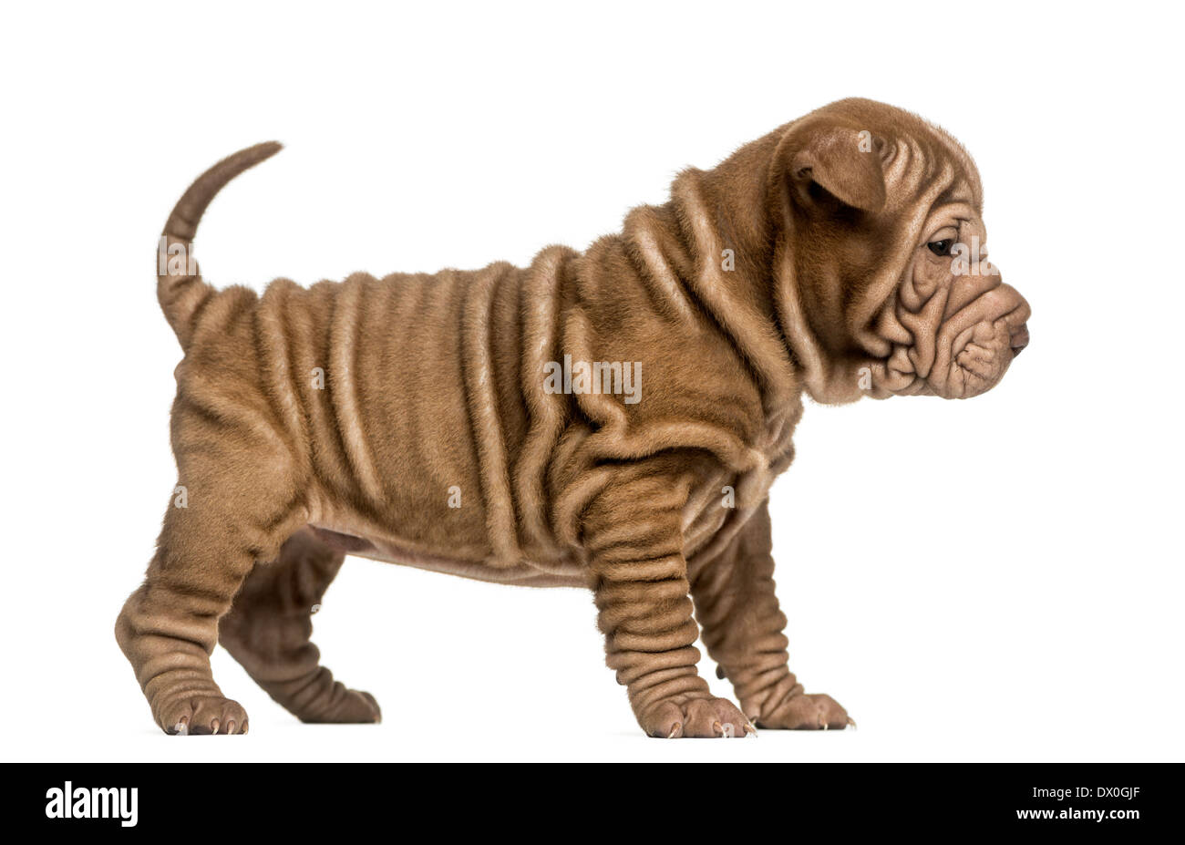 Seitenansicht eines Shar Pei Welpen stehenden vor weißem Hintergrund Stockfoto