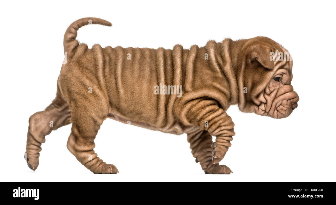 Seitenansicht eines Shar Pei Welpen zu Fuß vor weißem Hintergrund Stockfoto