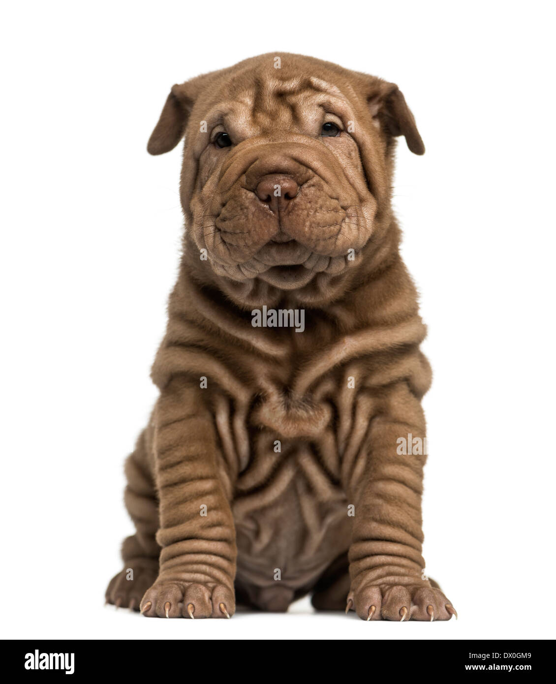 Shar Pei Welpen sitzen, schaut in die Kamera vor weißem Hintergrund Stockfoto