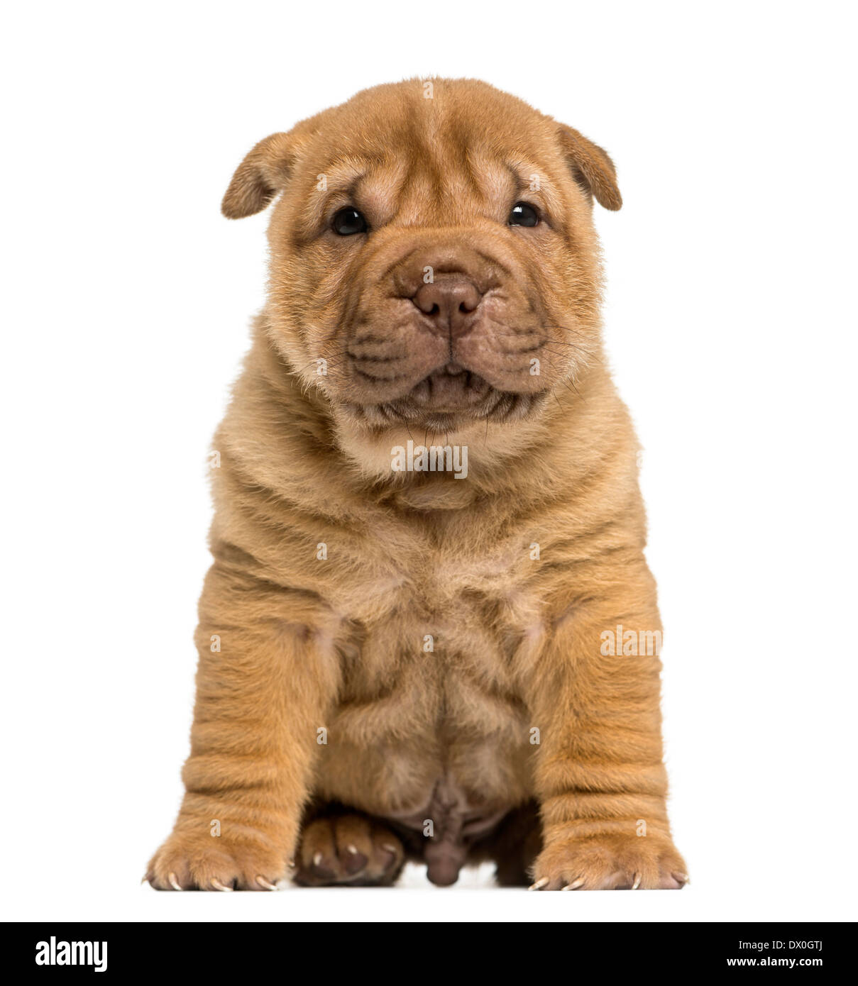 Shar Pei Welpen sitzen, schaut in die Kamera vor weißem Hintergrund Stockfoto