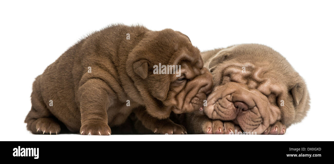Shar Pei Welpen kuscheln vor weißem Hintergrund Stockfoto