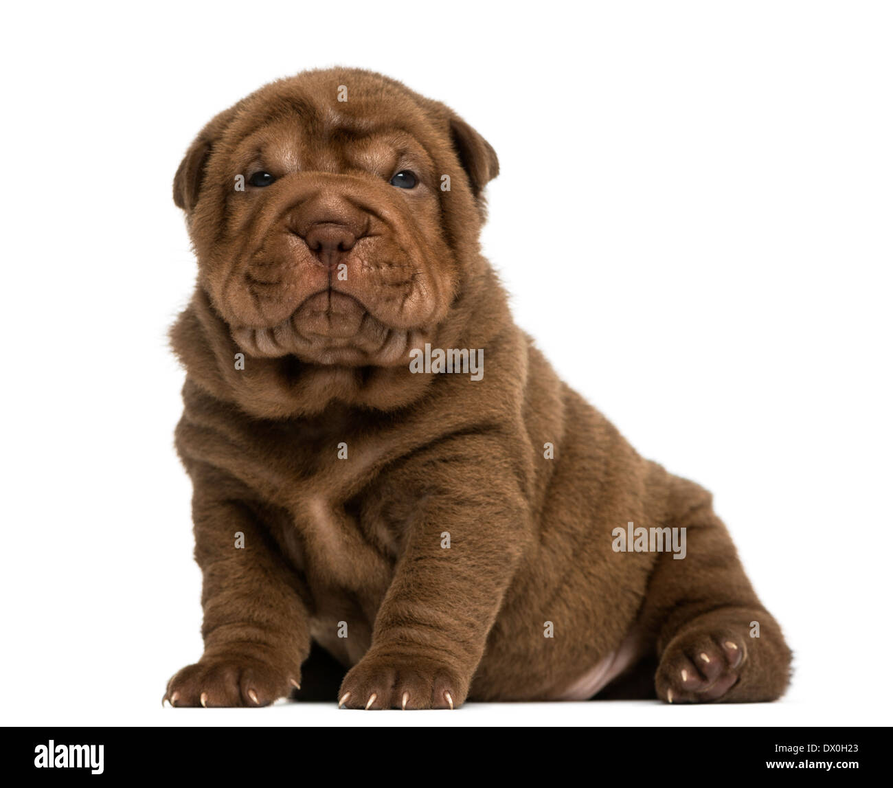 Shar Pei Welpen sitzen, schaut in die Kamera vor weißem Hintergrund Stockfoto