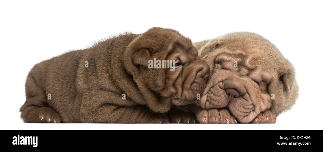 Shar Pei Welpen kuscheln vor weißem Hintergrund Stockfoto