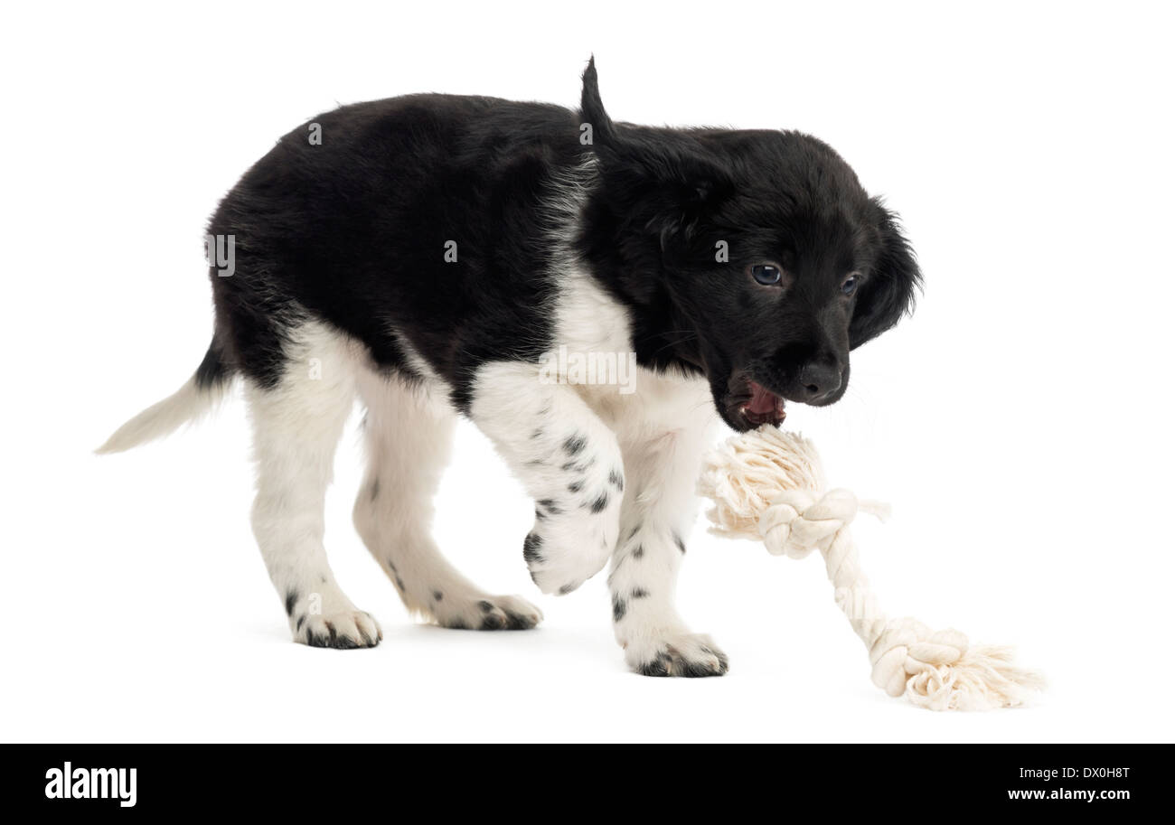 Stabyhoun Welpen mit einem Seil Spielzeug vor weißem Hintergrund spielen Stockfoto
