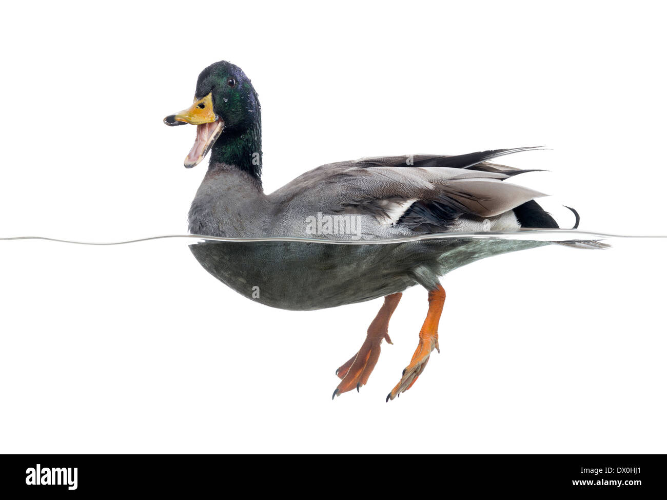 Stockente geschnattert, schwimmt auf dem Wasser, Anas Platyrhynchos, vor weißem Hintergrund Stockfoto