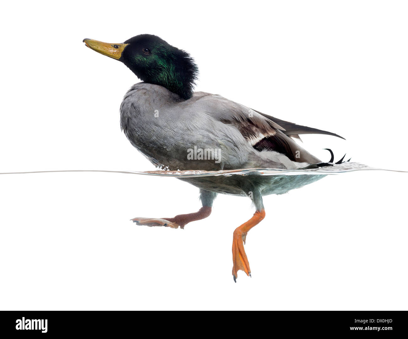 Seitenansicht einer Stockente auf dem Wasser treiben, Anas Platyrhynchos, vor weißem Hintergrund Stockfoto