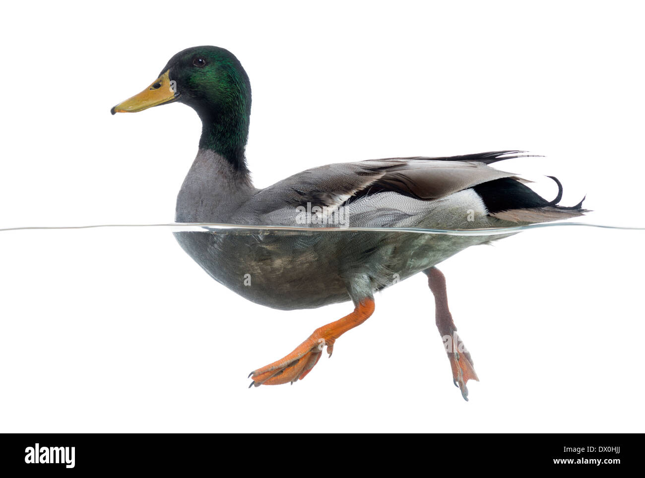 Seitenansicht einer Stockente auf dem Wasser treiben, Anas Platyrhynchos, vor weißem Hintergrund Stockfoto