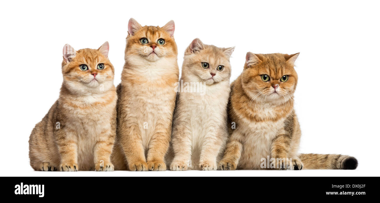 Gruppe von Britisch Kurzhaar Katzen sitzen in einer Reihe vor weißem Hintergrund Stockfoto