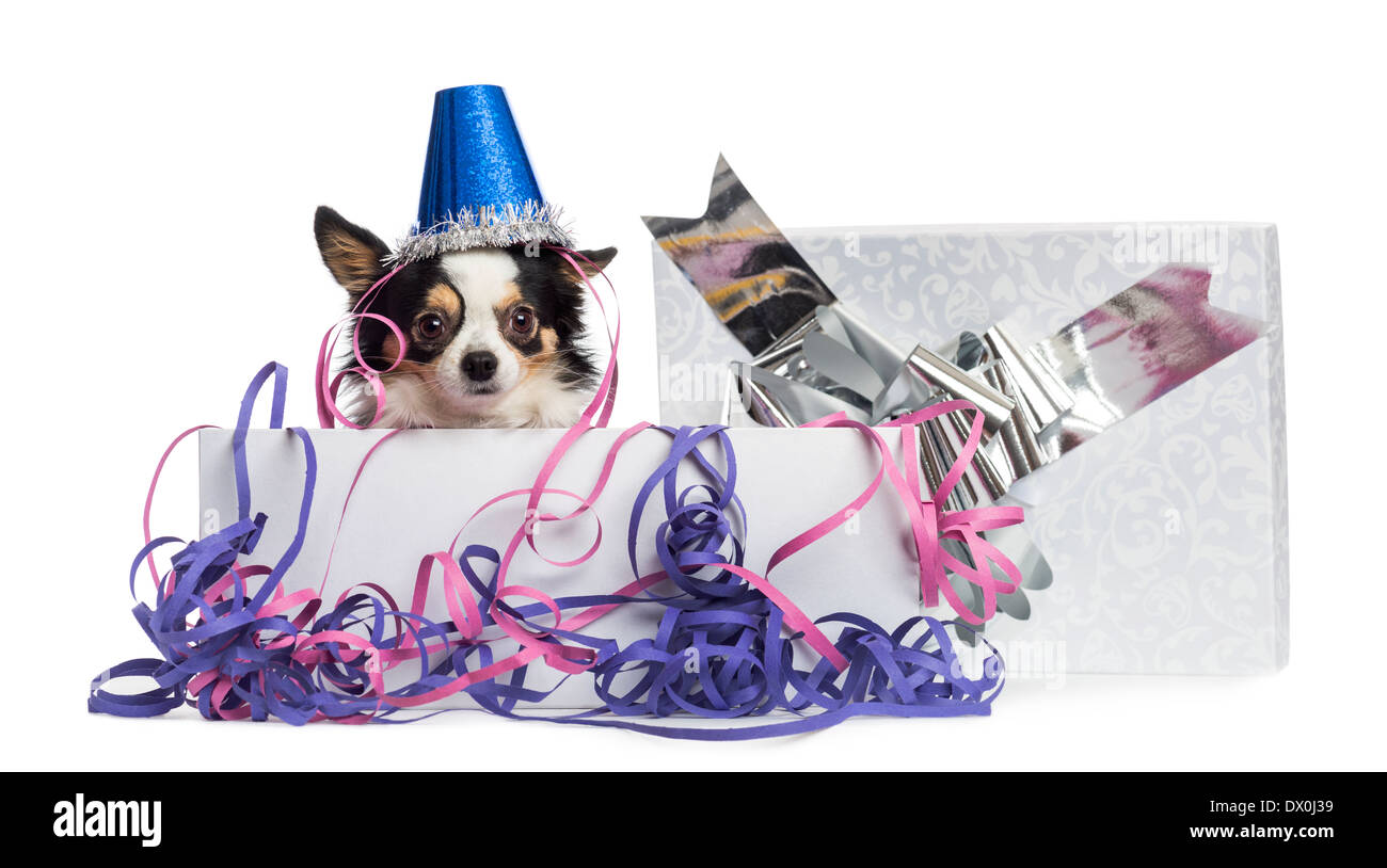 Chihuahua mit einem Partyhut in einer Geschenkbox mit Luftschlangen, schaut in die Kamera vor weißem Hintergrund Stockfoto