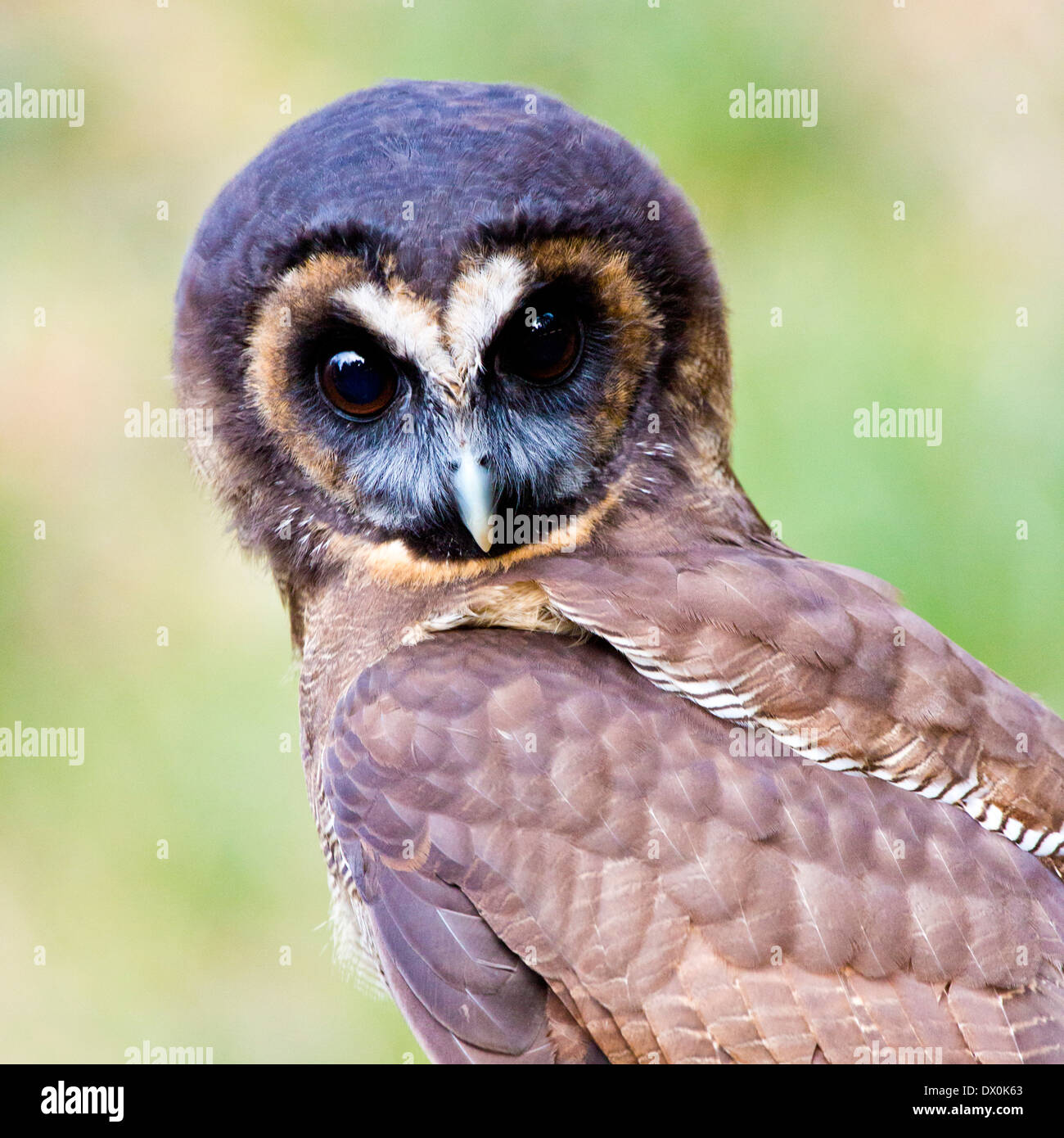 Braune Holz-Eule Stockfoto