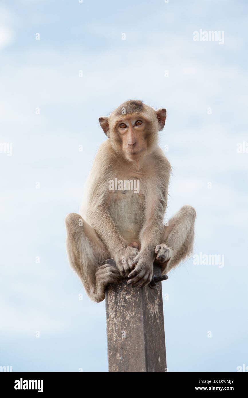 Affe auf einem Pol Stockfoto