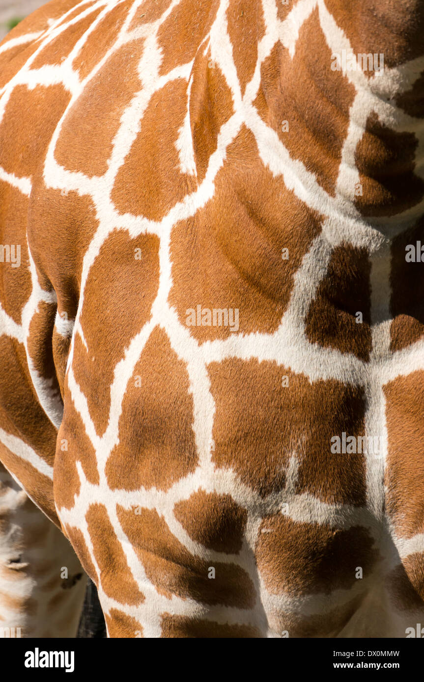 Pelz oder Fell eine westafrikanische Giraffe (Giraffa Plancius), ein selbst-toed Huftier Säugetier und größte Wiederkäuer. Stockfoto