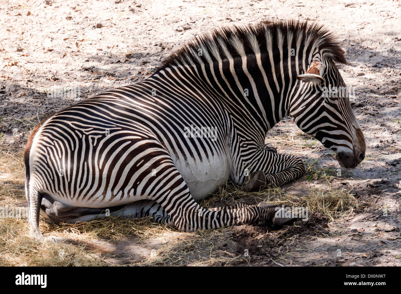 Grévy Zebras (Equus Grevyi), auch bekannt als das kaiserliche Zebra ist die größte erhaltene wilde Equiden (Dolichohippus). Stockfoto