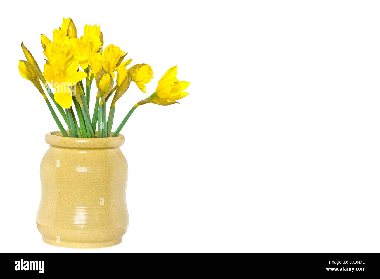 Narzisse (Narcissus Jonquilla) Stockfoto