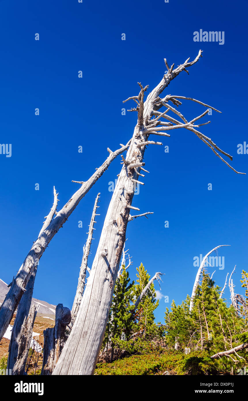 Tote Bäume mit einem tiefblauen Himmel auf Mt. Hood in Oregon Stockfoto
