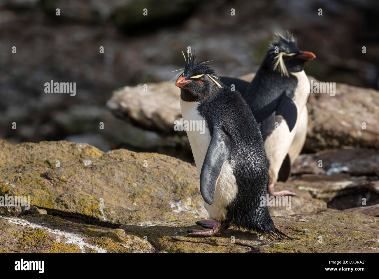 Südlichen Rockhopper Penguins stehen auf Felsen Stockfoto