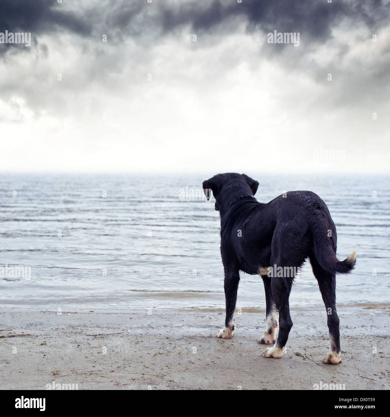 Niedlichen schwarzen Hund am Ufer Flusses, Angst vor dem Wasser stehen. Stockfoto
