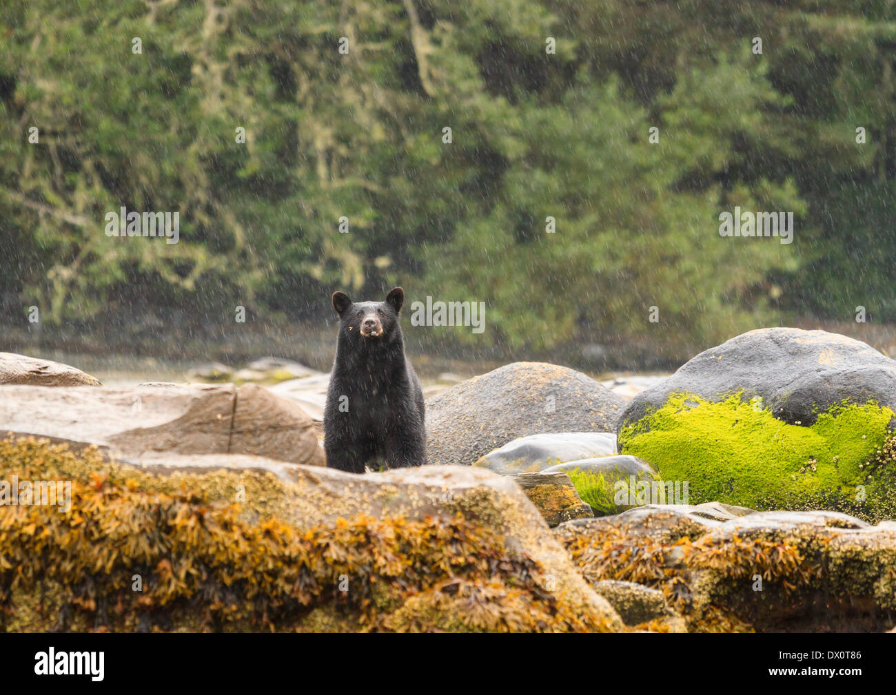 Ein schwarzer Bär steht auf den Felsen in den Sommerregen.  Ein Stück seine letzte Mahlzeit noch auf seine rechte Wange. Stockfoto