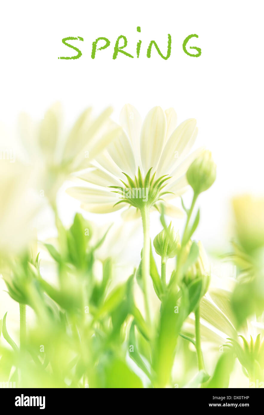 Frühling, frische Blumen, blühende Feld Gänseblümchen, sanften floralen Lichtung in den Garten, schöne Wiese, geringe Schärfentiefe Stockfoto