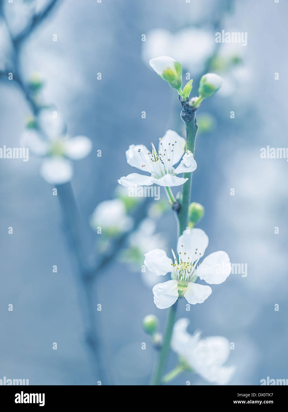 Blühender Baum im Frühling, frischen weißen Blüten auf dem Zweig der Obstbaum, Pflanze Blüte abstrakt blau Hintergrund Stockfoto
