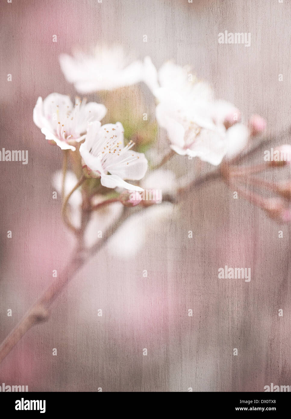 Blühender Baum-Vintage-Hintergrund, Kirschblüte, abstrakte weiche Farbe floraler Hintergrund, frische weiße Blumen, Frühlingsgarten Stockfoto