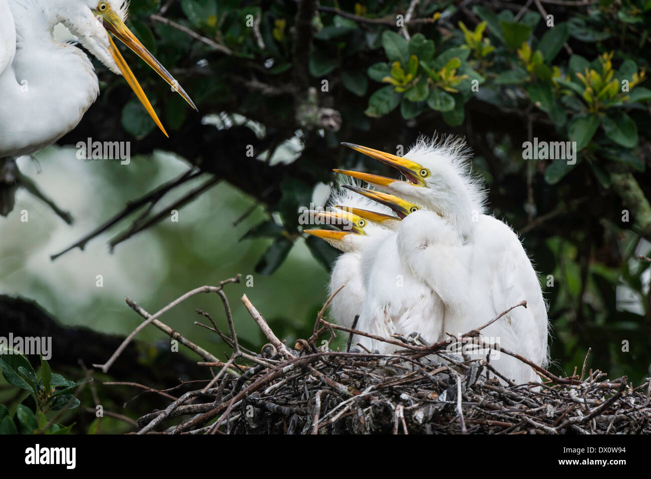 Großer Egret Mutter mit drei Küken miteinander aufrufen Stockfoto