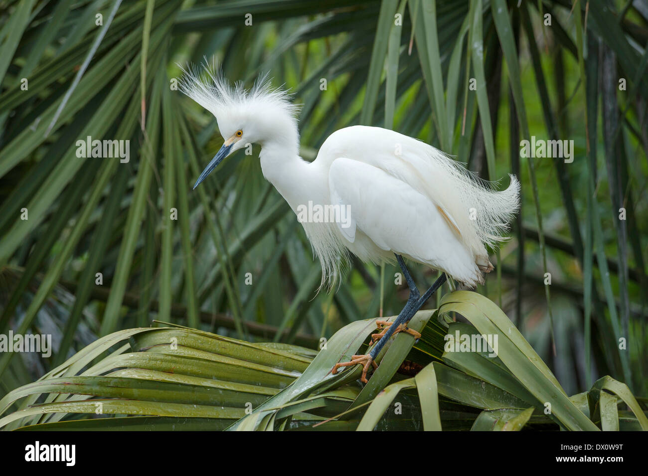 Snowy Egret herausfordernd auf Palmetto Blatt Stockfoto
