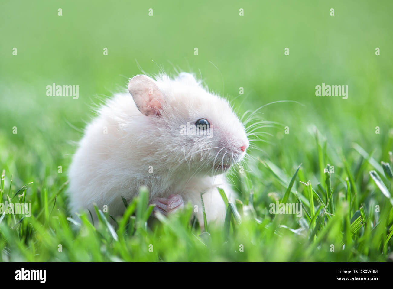 weißer Hamster auf Rasen closeup Stockfoto