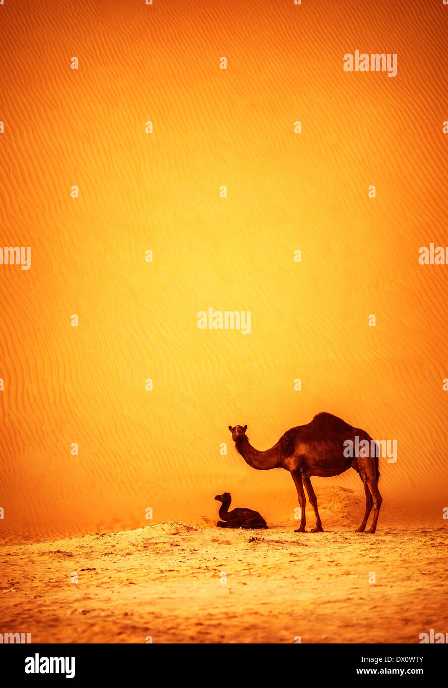 Familie von Kamelen in Wüste, große groß Kamel mit ihrem Kind ruht auf heißem Sand Düne, schöne Natur, wilde Säugetier Stockfoto