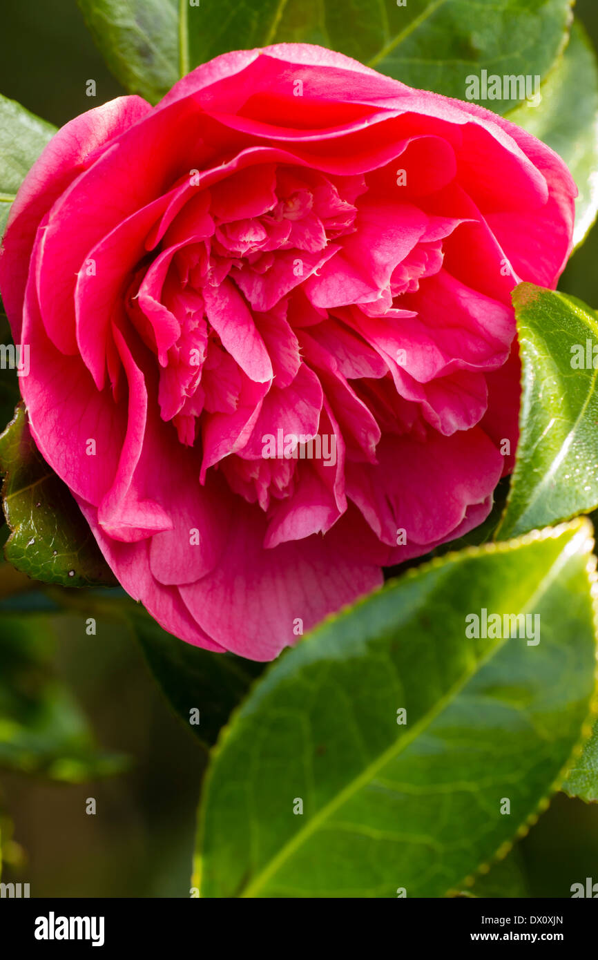 Einzelne Blüte der Pfingstrose zentriert Camellia X williamsii "Vorfreude" Stockfoto