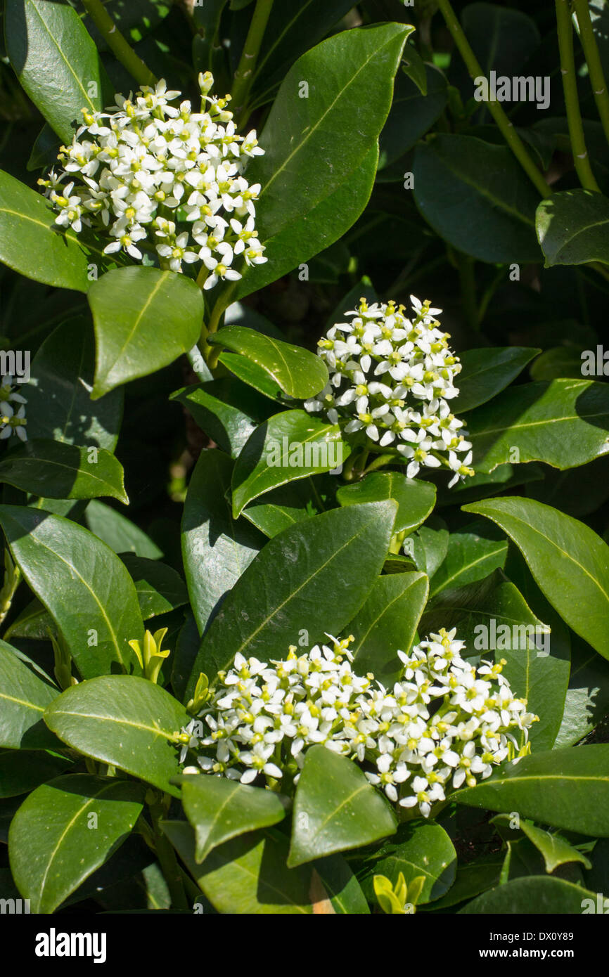 Weibliche Form von Skimmia Japonica, weiße Blüten im zeitigen Frühjahr, Beeren rot im Herbst Stockfoto