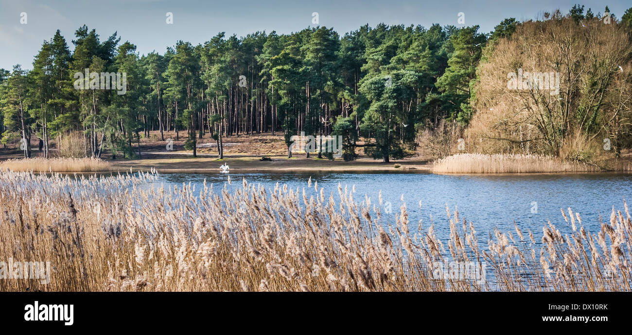 Blick über das Schilf auf einen Schwan am Ufer des großen Frensham Pond, Farnham, Surrey, England Stockfoto