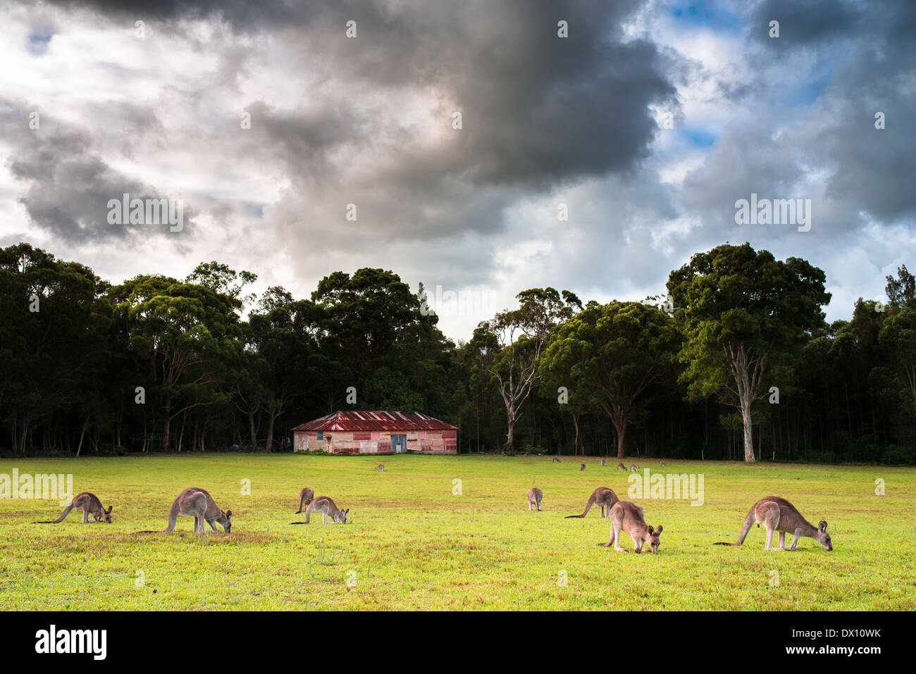 Australische Scheune im Feld mit Kängurus und dramatischer Himmel Stockfoto