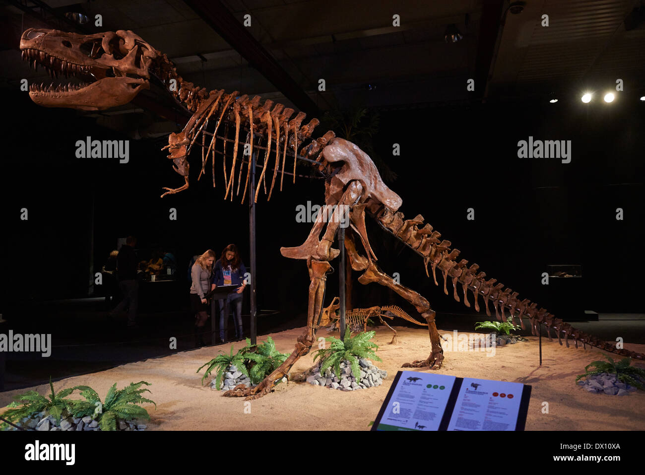 Dinosaurier im Museum, Ausstellung, Dinosaurium Prag Stockfoto