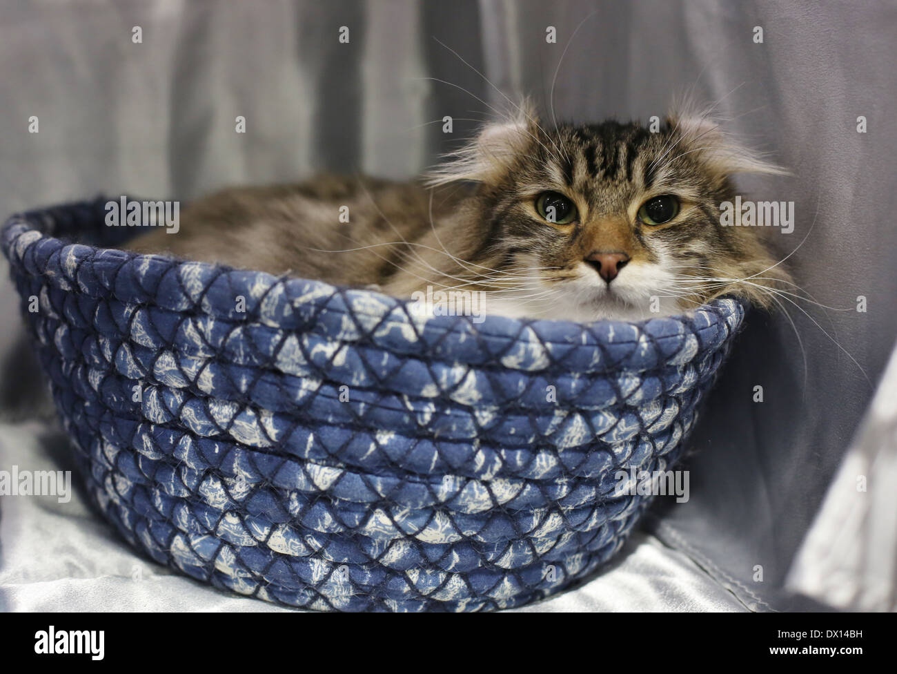 Eine hübsche Katze in einem Korb. Stockfoto