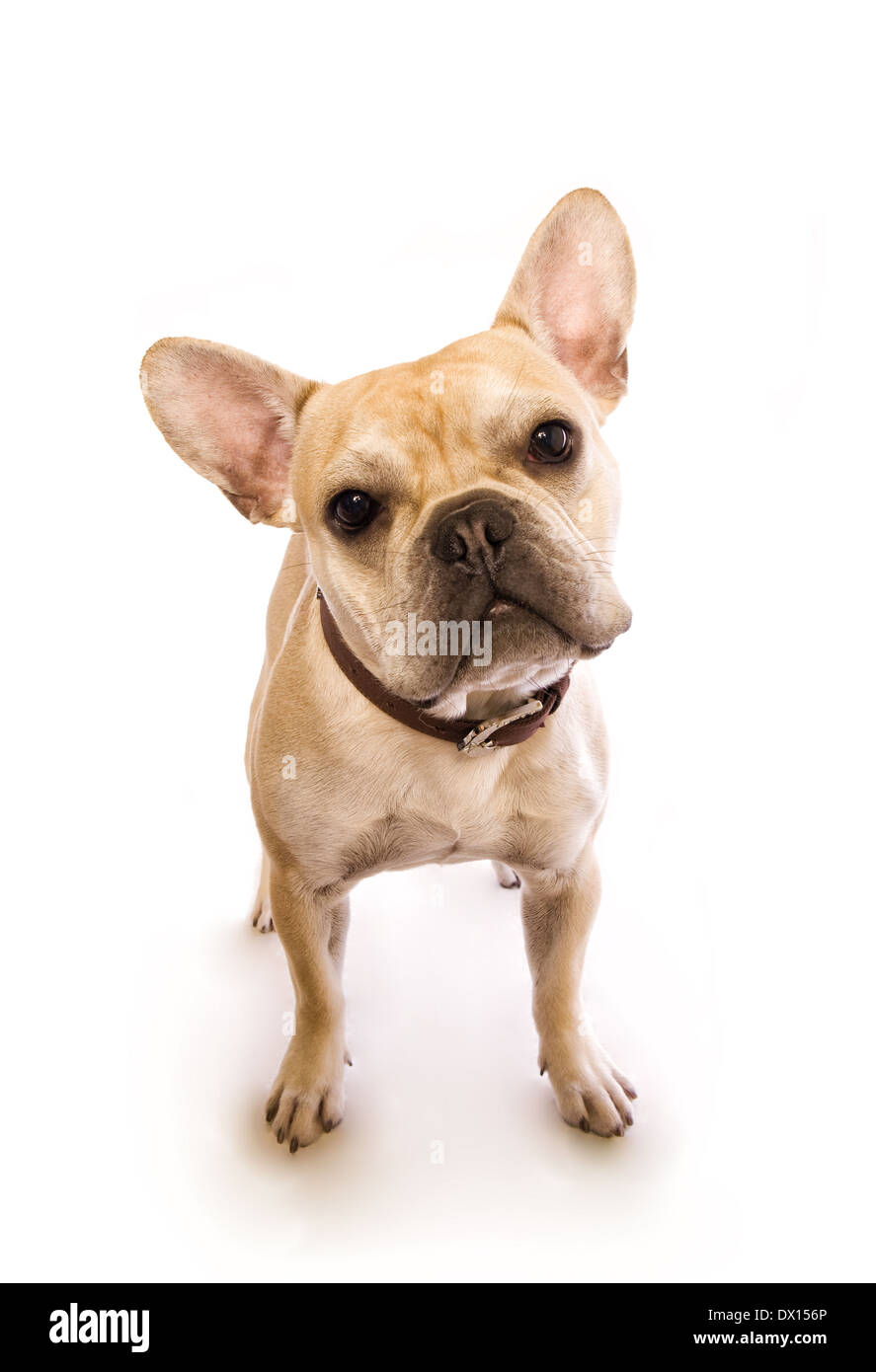 Light Fawn französische Bulldogge stehend cocking Kopf nach der Seite isoliert auf weißem Hintergrund Stockfoto