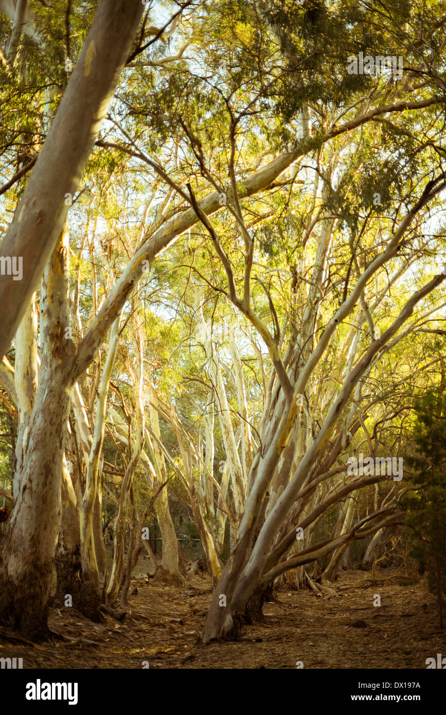Biegen von Eukalyptusbäumen in den Wald von Wilpena Pound, Flinders Ranges, Südaustralien Stockfoto