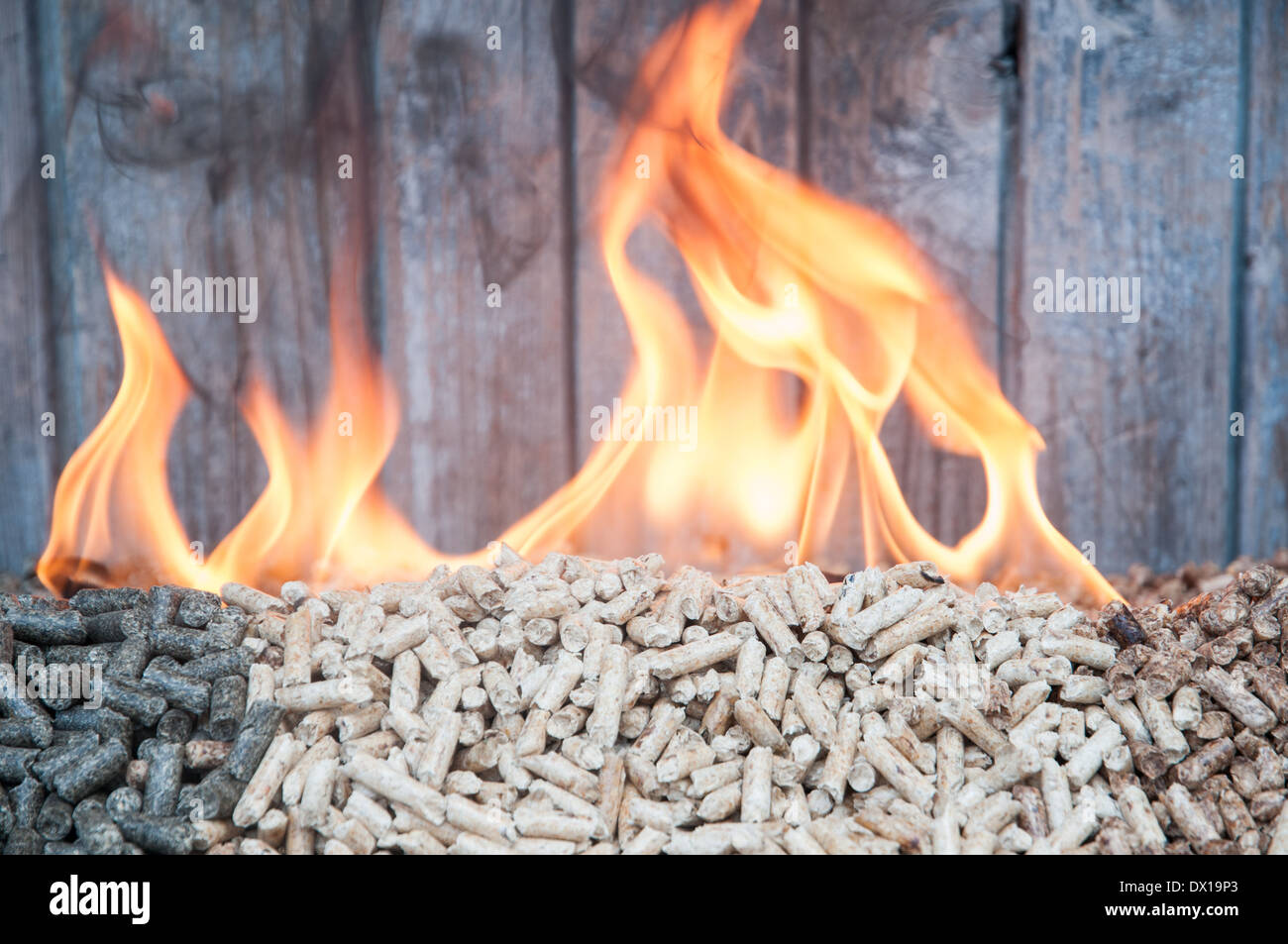 Baum-Art von Pellets in Flammen Stockfoto