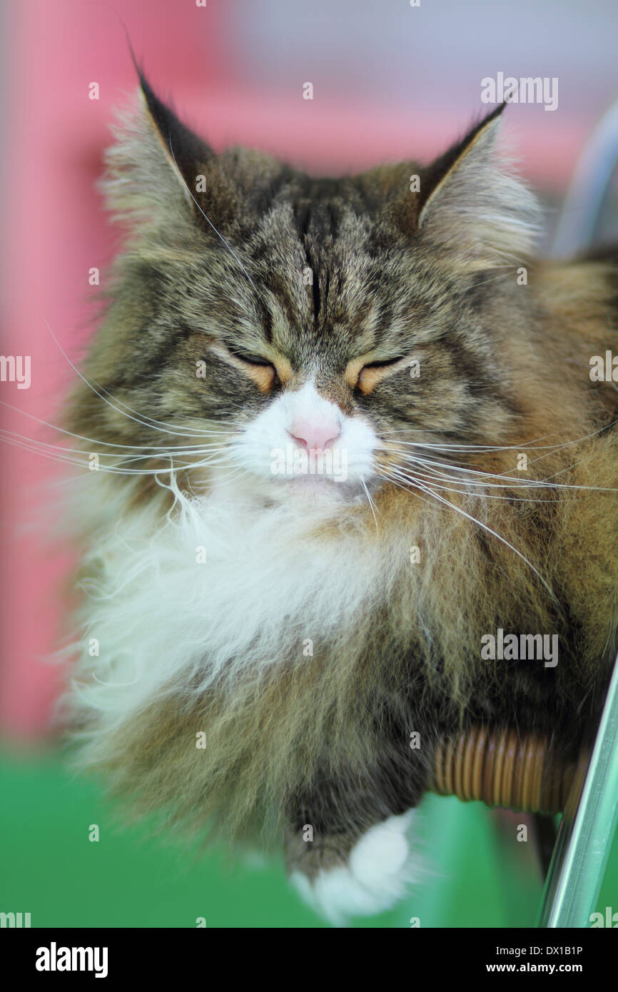 Schläfrige Katze Stockfoto