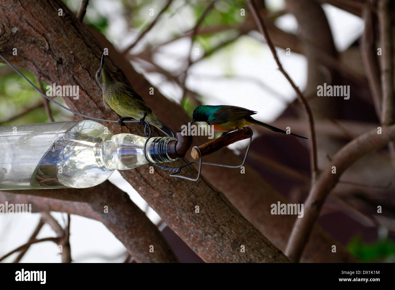 Orange-breasted Sunbird (Anthobaphes Violacea) und Cape Valleys (Promerops Cafer) trinken aus Nektar Futterhäuschen im Garten. Stockfoto