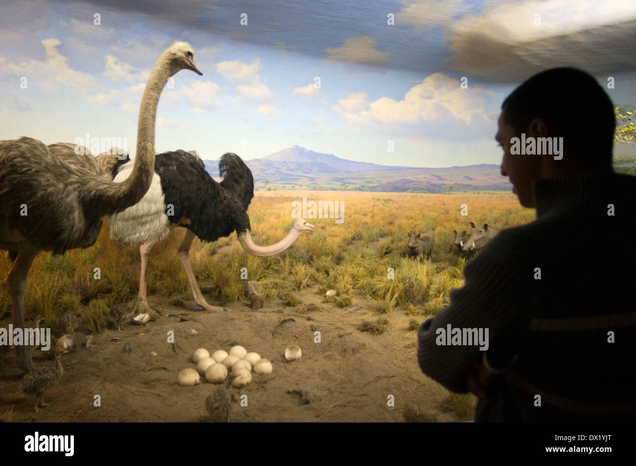 American Museum of Natural History. Central Park West und 79th Street. Es gibt Szenen von Grizzly Bear Habitat in Alaska Stockfoto