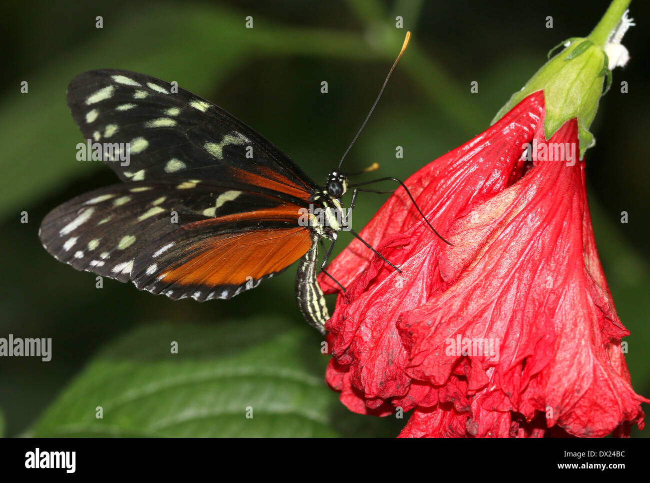 Tiger Longwing, Hecale Longwing oder Golden Longwing Schmetterling (Heliconius Aigeus) auf Nahrungssuche auf einer roten tropischen Blume Stockfoto