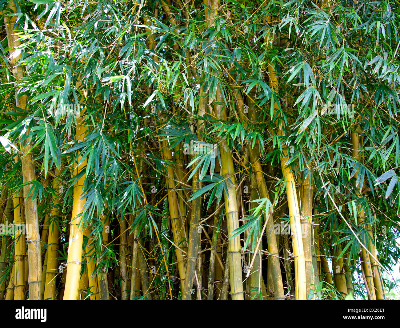 Ein Bambus-Dschungel In einem botanischen Garten. Sehr schne grne Farben  und Licht Stockfotografie - Alamy