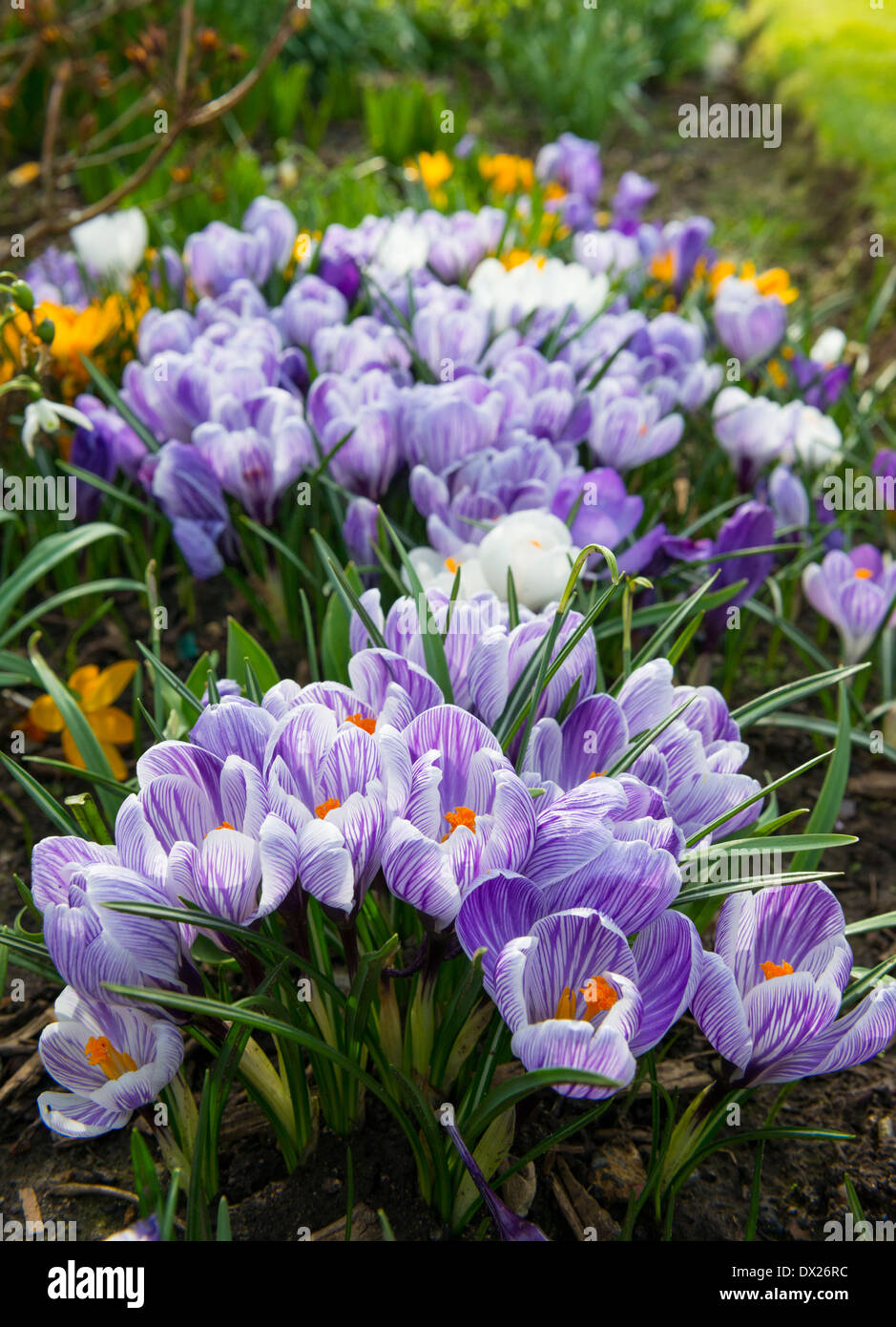 Lila Krokusse in ein Blumenbeet, sensorische Garten Shifnal, Shropshire, England Stockfoto