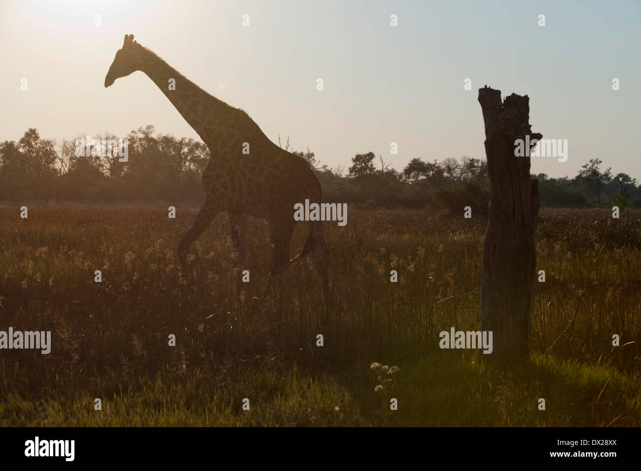 Einige Giraffen Trinkwasser an einer Wasserstelle in der Nähe von Camp Savute Elephant Camp von Orient-Express in Botswna im Chobe National Stockfoto