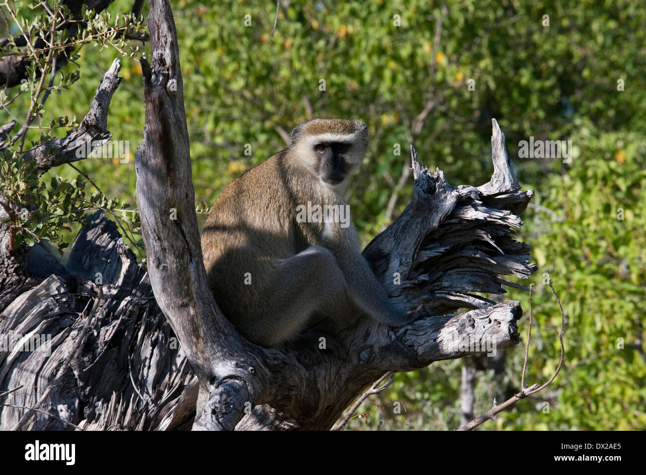 Ein Affe in Alarmbereitschaft für den Angriff von einem Räuber in der Nähe von Camp Khwai River Lodge von Orient-Express in Botswana im Moremi Spiel Stockfoto