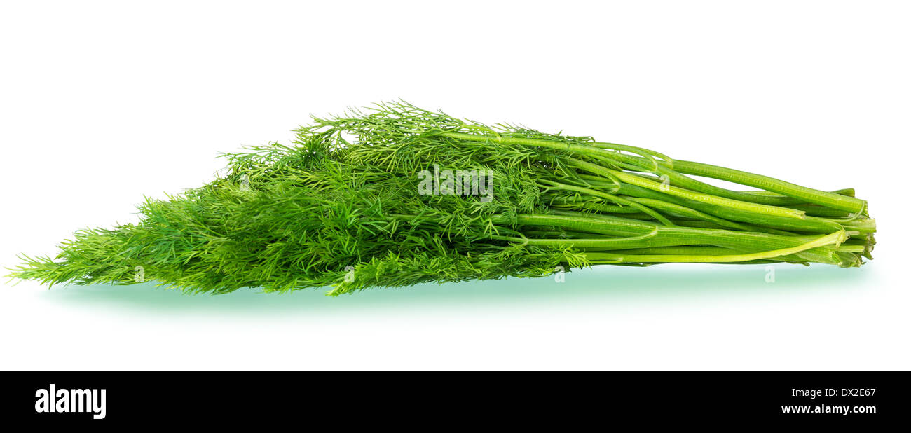 Bund frischen Dill. Isoliert auf weißem Hintergrund mit Beschneidungspfade, Erhöhung der Befallszone Faltung mehrerer Fotos Stockfoto
