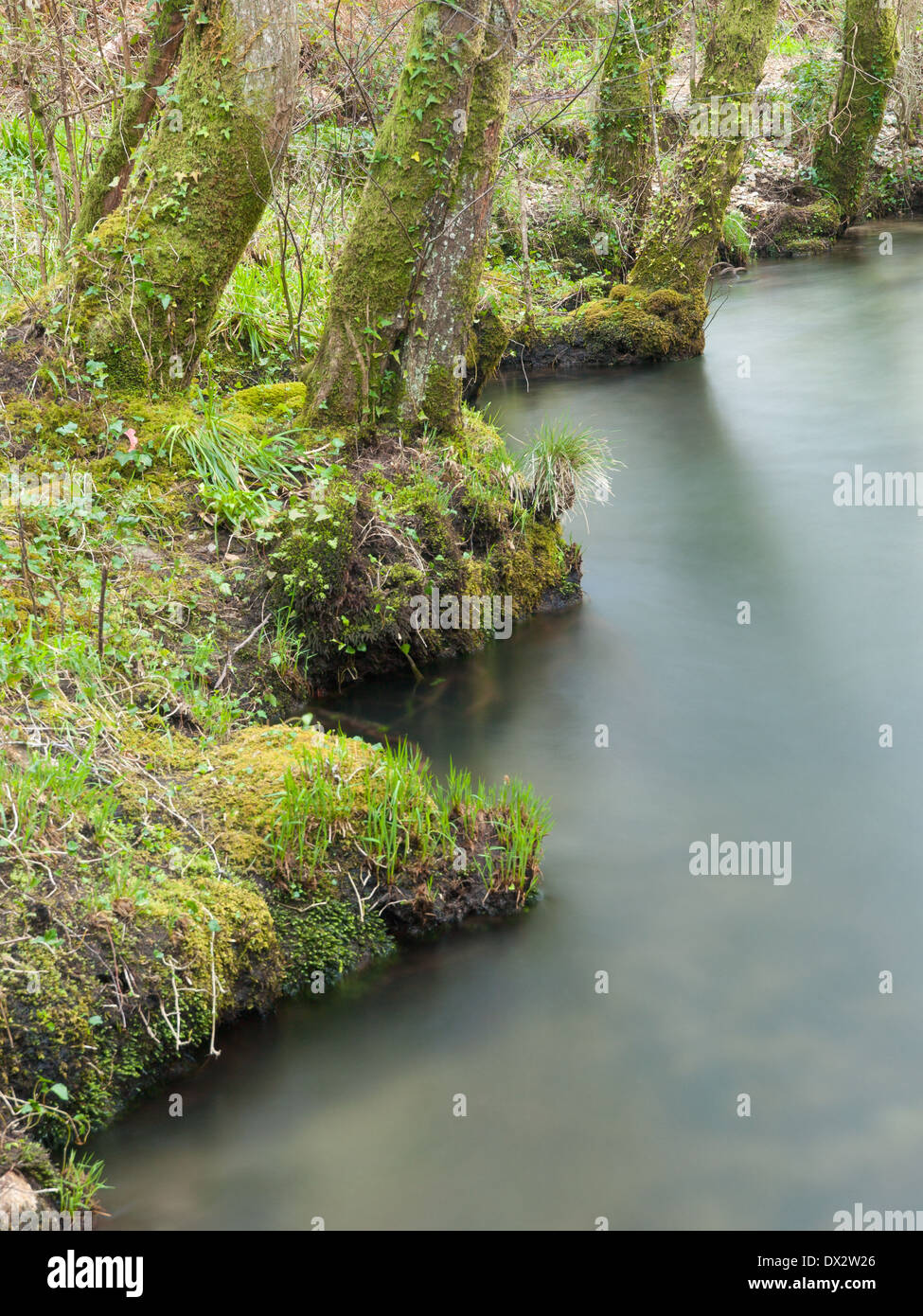 Fluss-Ufer in Natur, Galizien, Spanien. Stockfoto