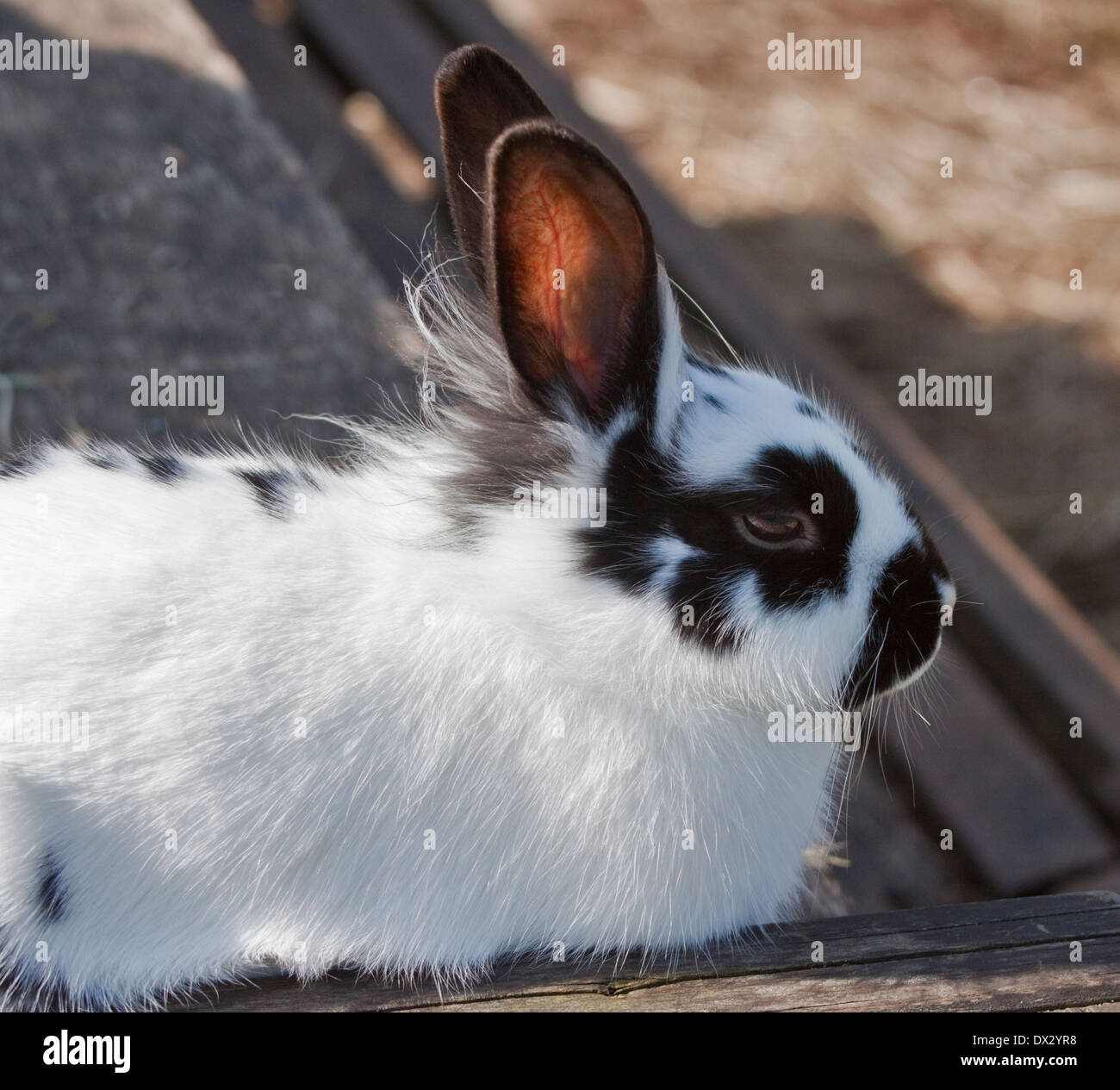 Englische Spot x Lionhead Kreuz Kaninchen Stockfoto